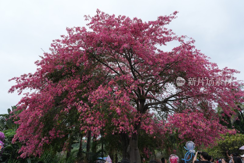 满树红花