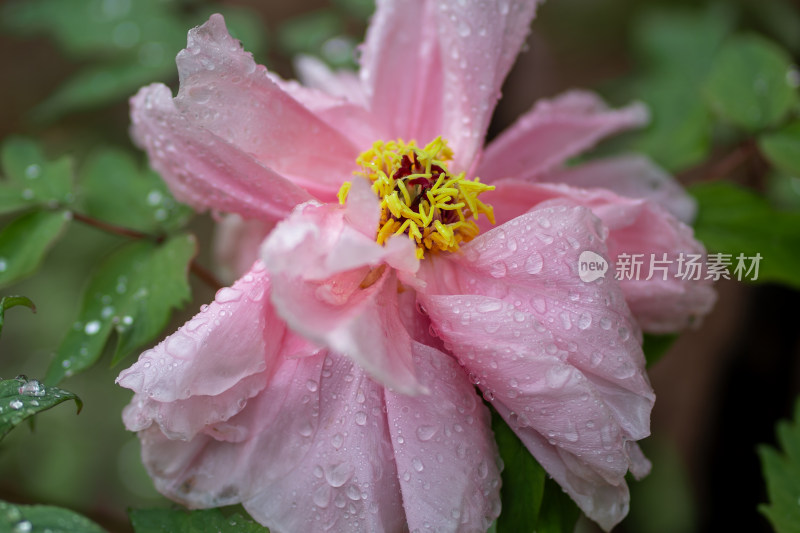 雨中牡丹花