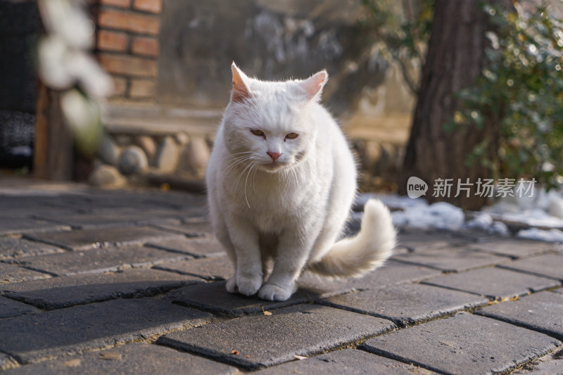 街道上的白猫