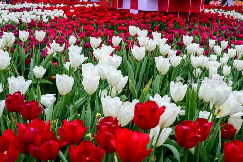 郁金香花卉景观