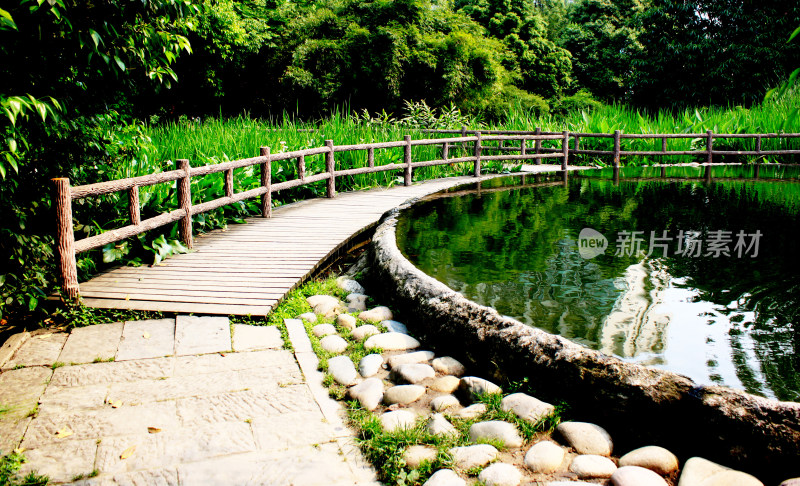 水循环池塘植物