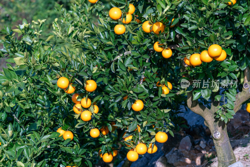 成熟的橙子挂满枝头