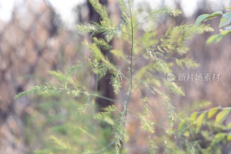 户外自然光下的文竹植物特写