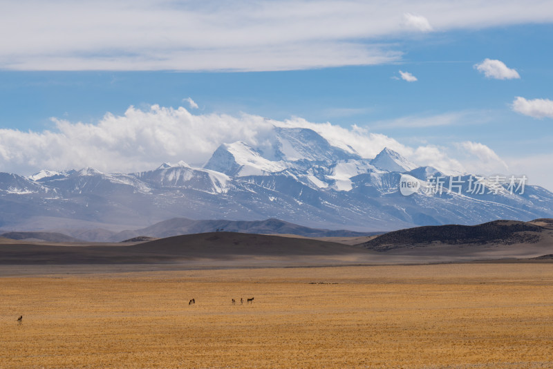 西藏纳木那尼峰和山下的草原