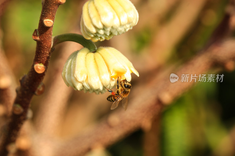 结香花花朵实拍素材