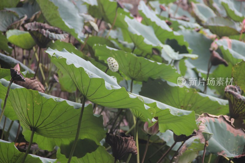 广东佛山：顺德清晖园荷花