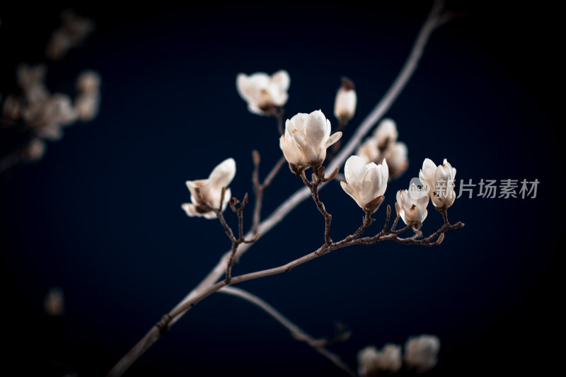 夜晚的白玉兰花卉特写