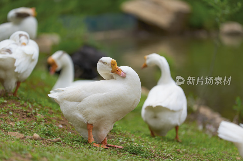 湖边的大白鹅