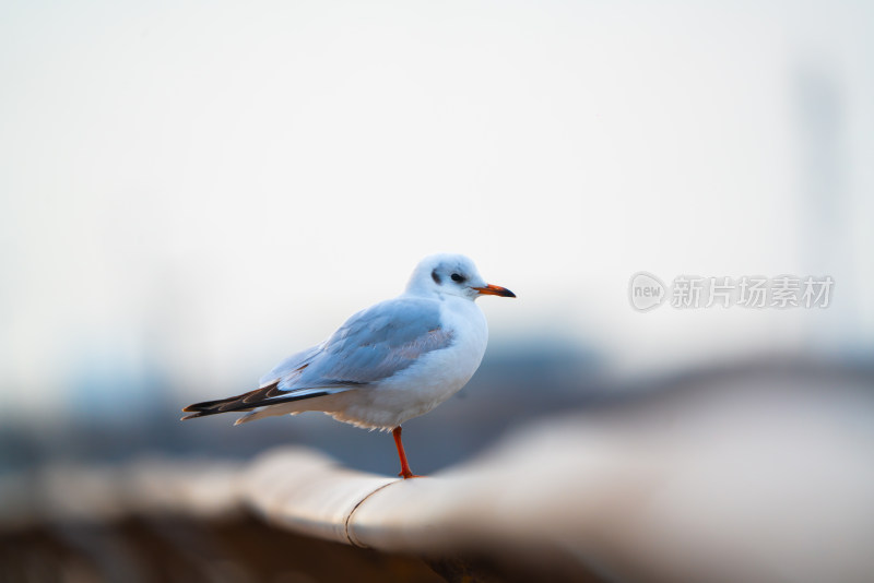 海鸥红嘴鸥