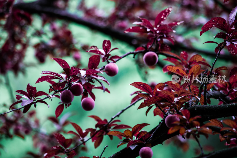 雨中的李子树