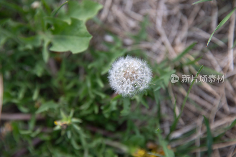 户外草地上生长的蒲公英特写