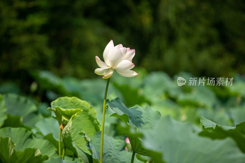 池塘一只荷花盛开