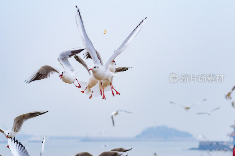 一群争抢食物的海鸥