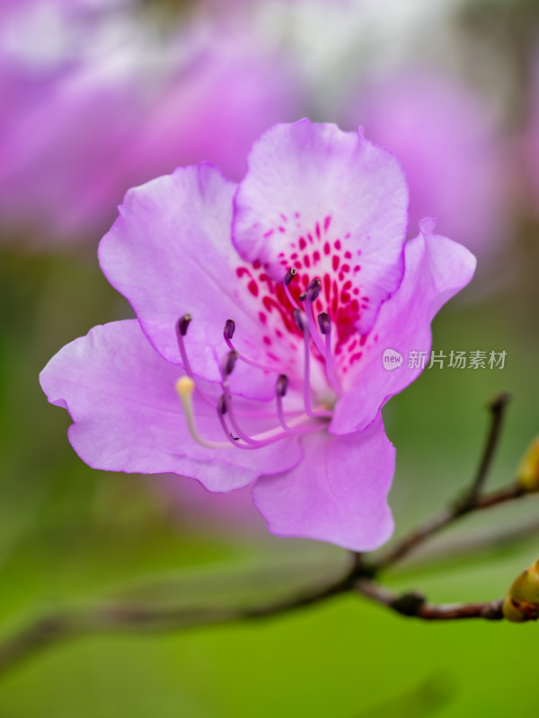 春天武汉植物园的杜鹃花