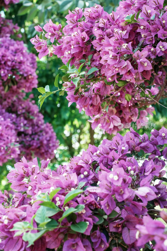 北京花乡公园三角梅