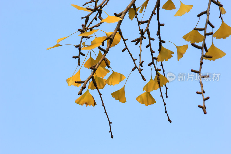 金黄的银杏叶片背景