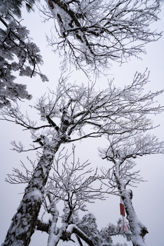 老君山下雪大山森林雾凇景观