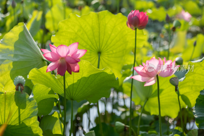 池塘里清新自然荷花