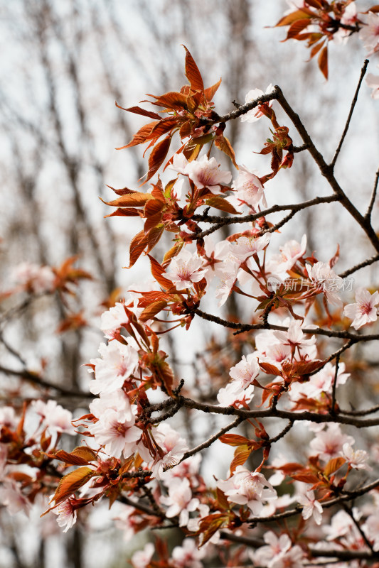 北京奥森樱花树樱花