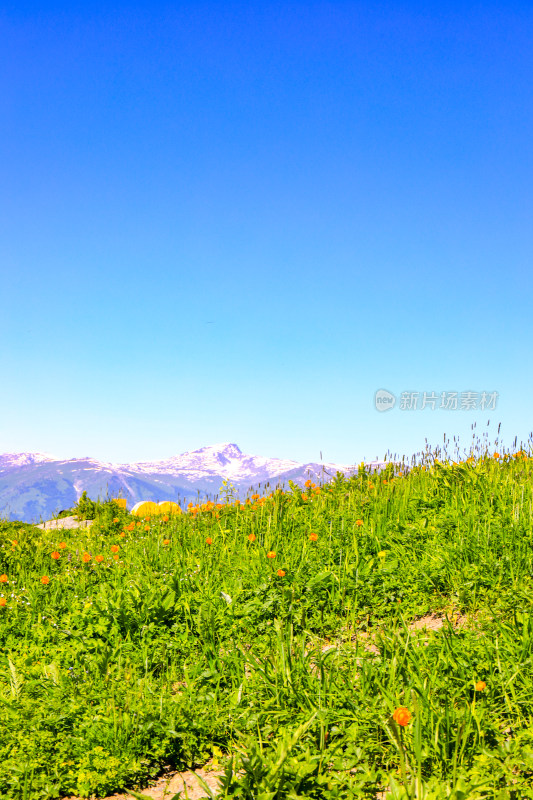 春季新疆大自然山河雪山草原风光