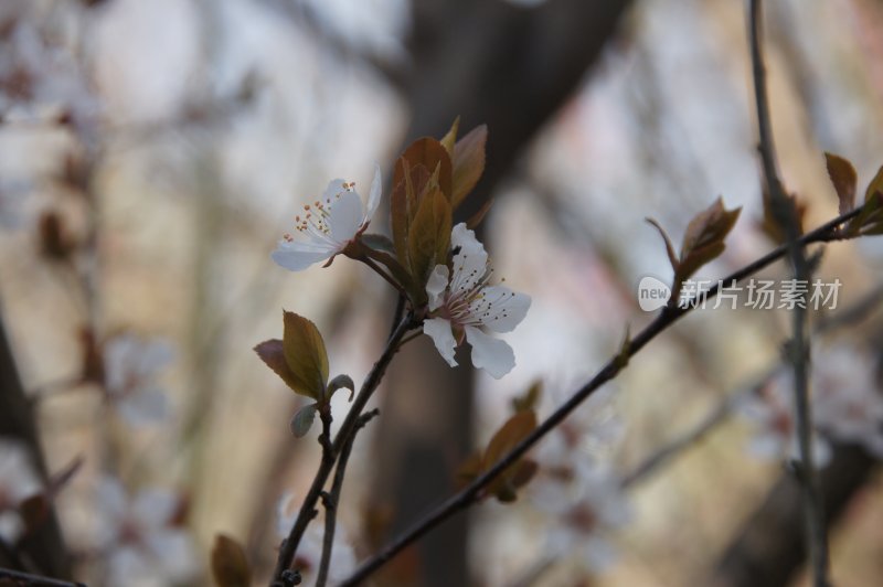 桃花朵朵开