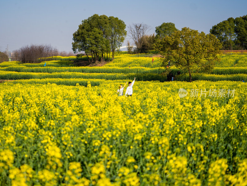 春天武汉森林公园的油菜花海