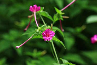 紫茉莉花开