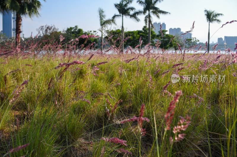 城市中生长着粉花绿草的自然景观