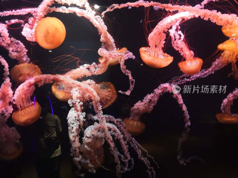 水族馆中游动的水母