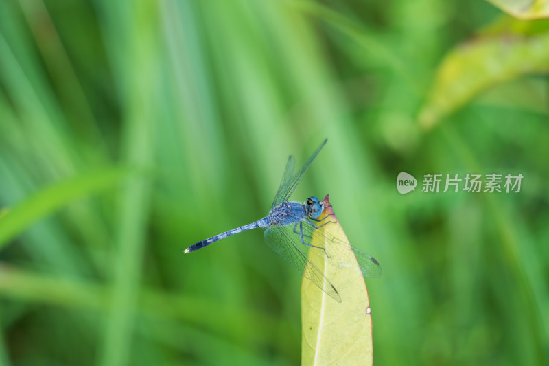 蓝蜻蜓栖息枝头