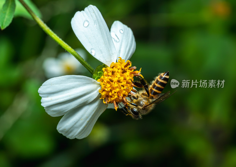 蜜蜂在花上授粉的特写镜头