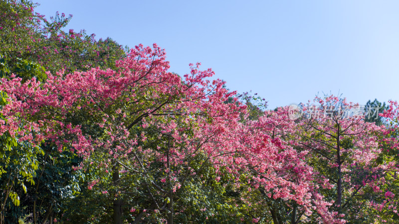 春暖花开异木棉花