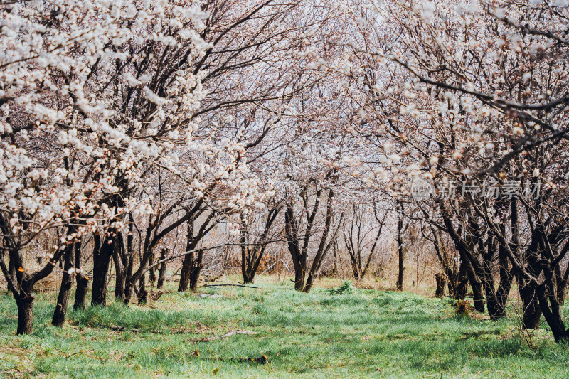 伊宁市杏花