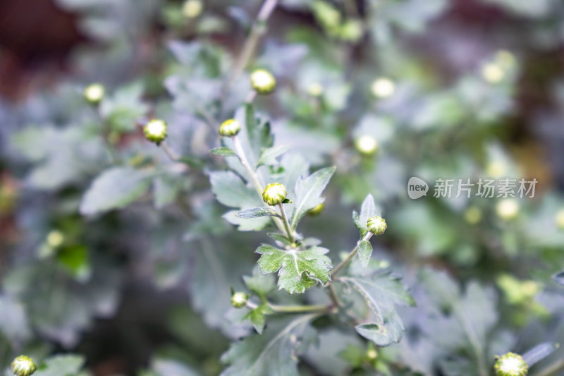 春天植物盛开鲜花花朵