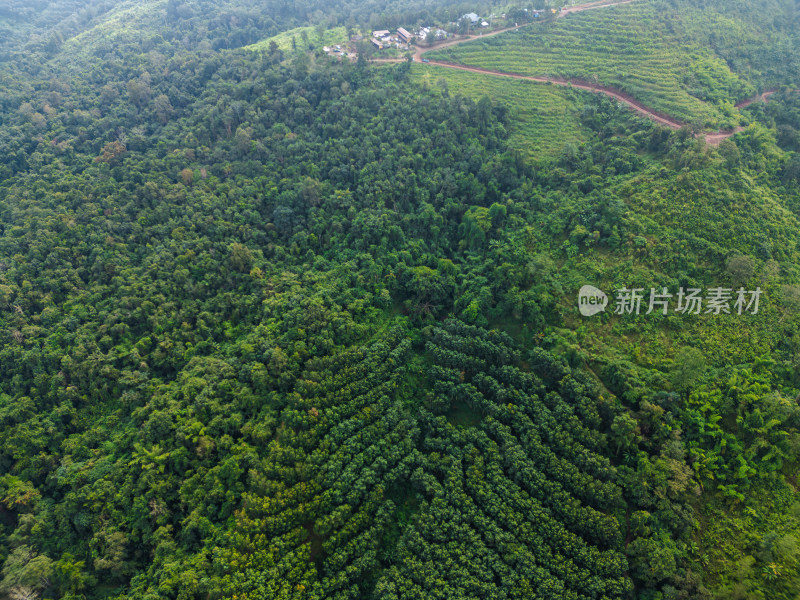 航拍绿意盎然的广袤山林自然景观