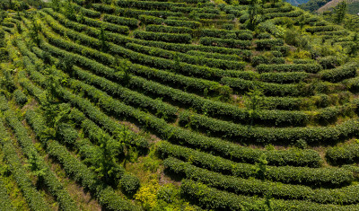 茶叶茶山茶艺茶园采茶茶红茶绿茶春茶茶叶茶