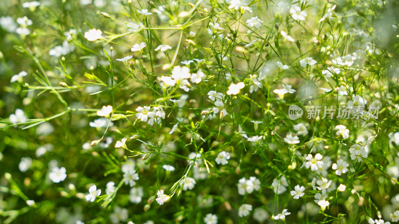 植物满天星特写