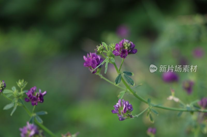 田野里紫色小花