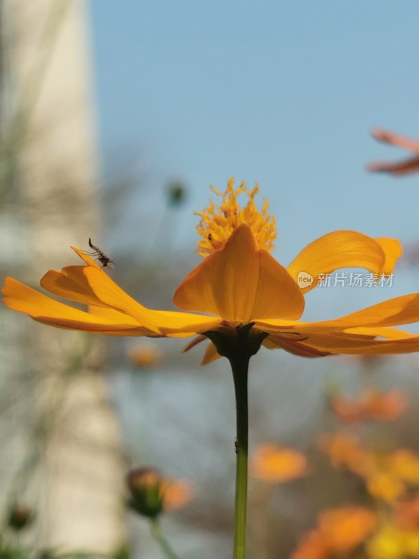 格桑花开