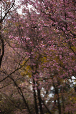 粉嫩樱花枝近景特写