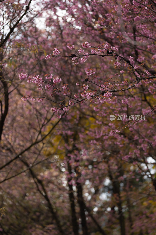 粉嫩樱花枝近景特写