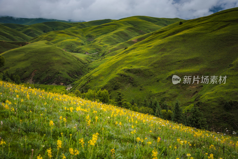 川西高原山脉盛开花海草原风光