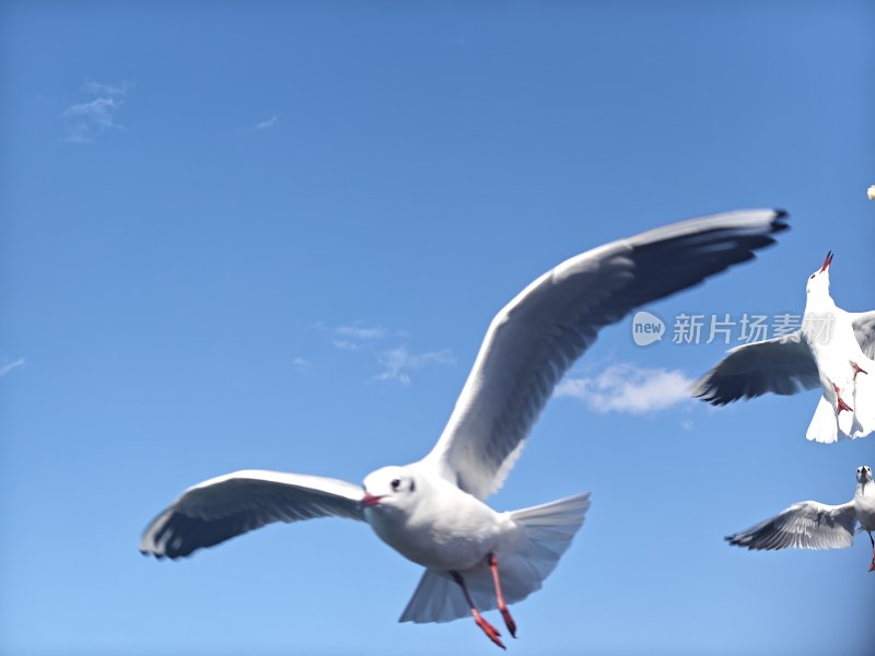 蓝天中飞翔的海鸥
