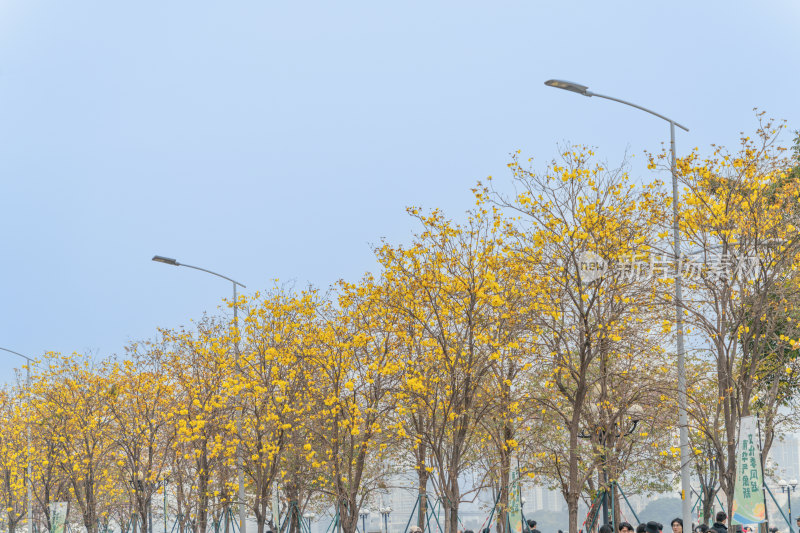 城市街道盛开黄花风铃木景象