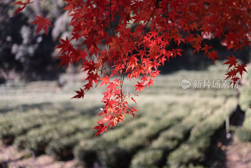 杭州九溪烟树红叶红枫茶园唯美秋景