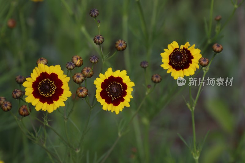 草地里的野花