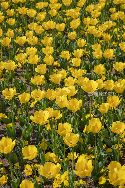 春天公园里盛开的郁金香花海自然风景