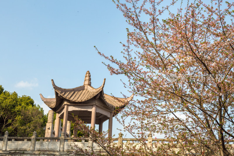 春天苏州上方山公园百花节 百花盛开美景