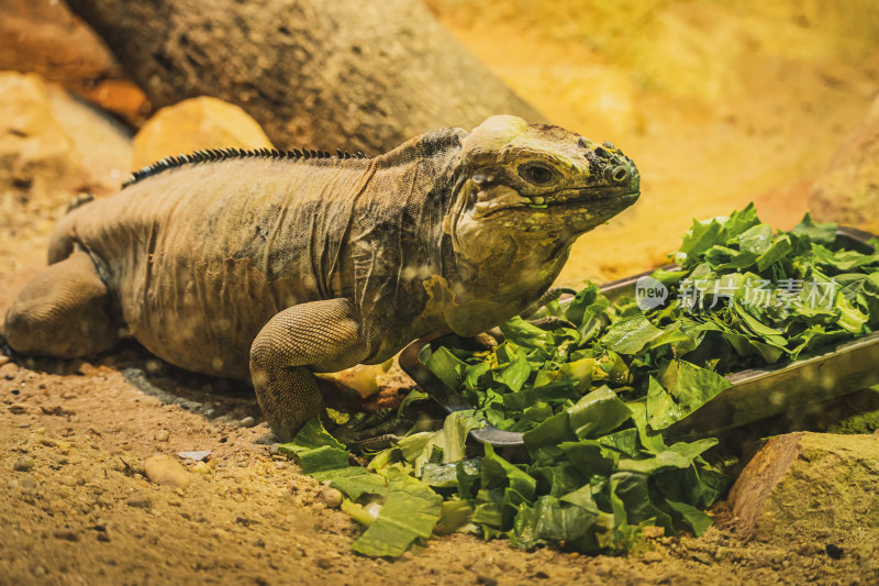动物园里一只蜥蜴在吃蔬菜