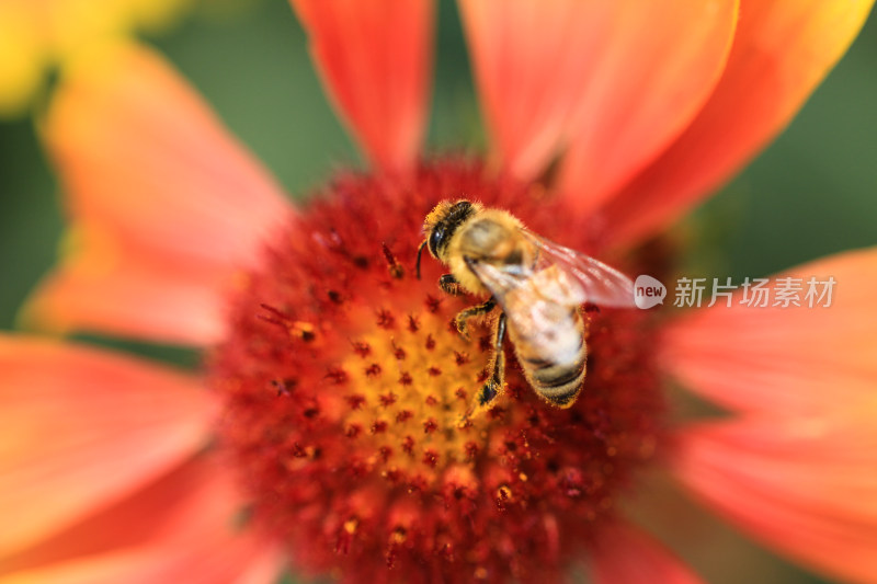 正在花朵上采蜜的蜜蜂 微距特写镜头